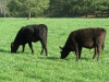 pasture fed black angus